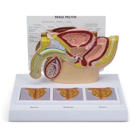 Anatomical Model - Male Pelvis - Prostate - 3D Frame -  GPI ANATOMICAL, 3551